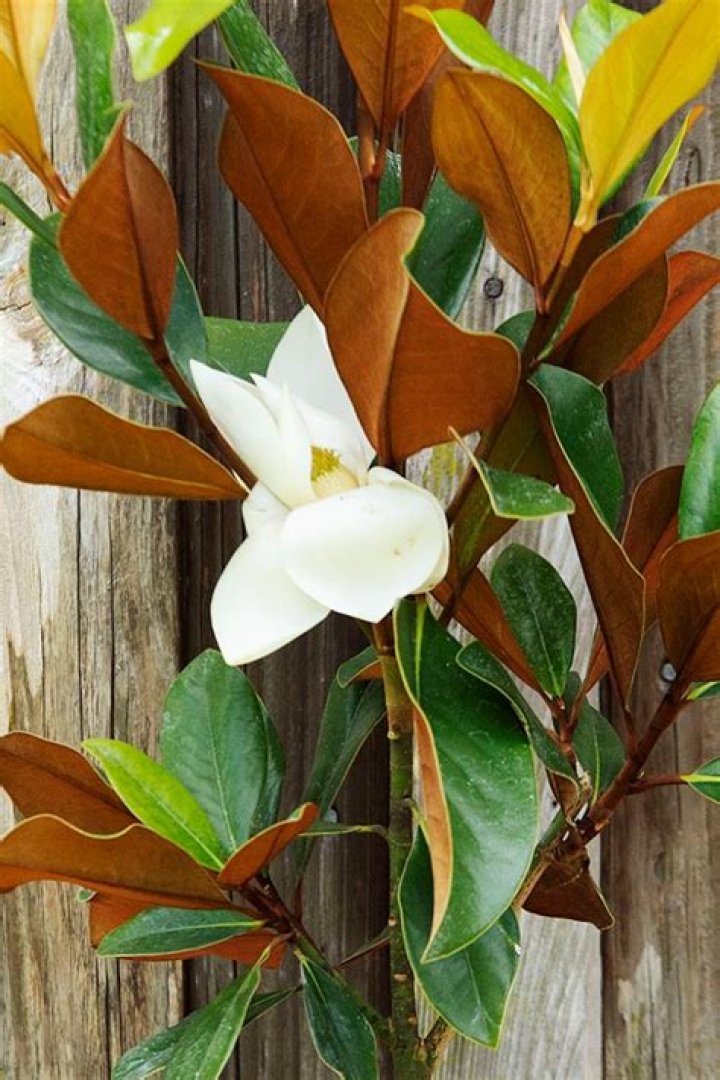 Are magnolia and rhododendron related?