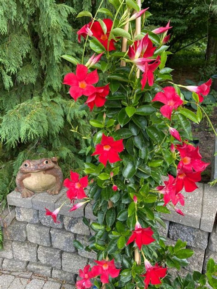 Are mandevilla plants poisonous to humans?