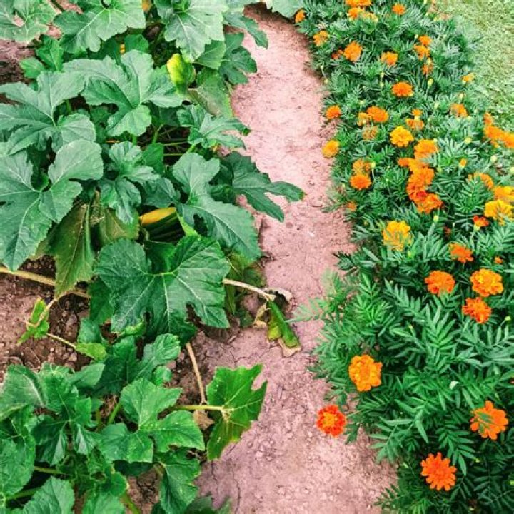 Are marigolds good companion plants?