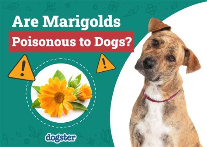 Are marigolds poisonous dogs?