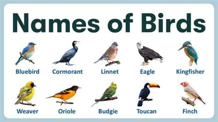 Are names of birds capitalized?