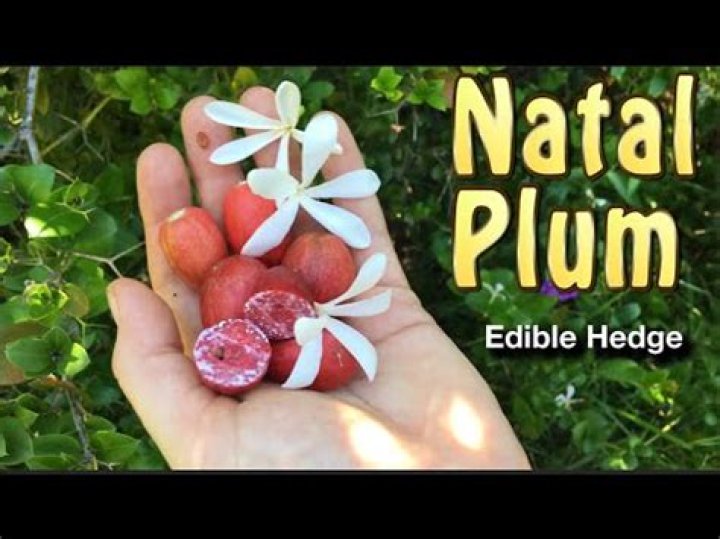 Are Natal plums edible?