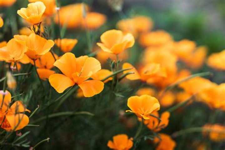 Are orange flowers edible?