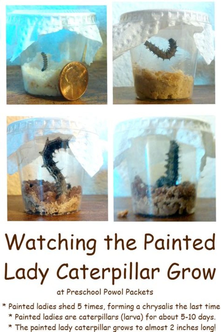 Are painted lady caterpillars cannibals?