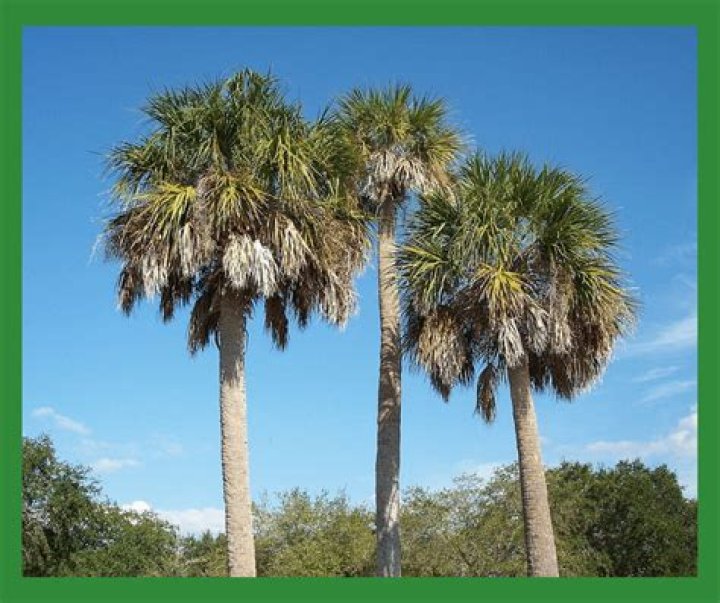 Are palm trees native to the US?
