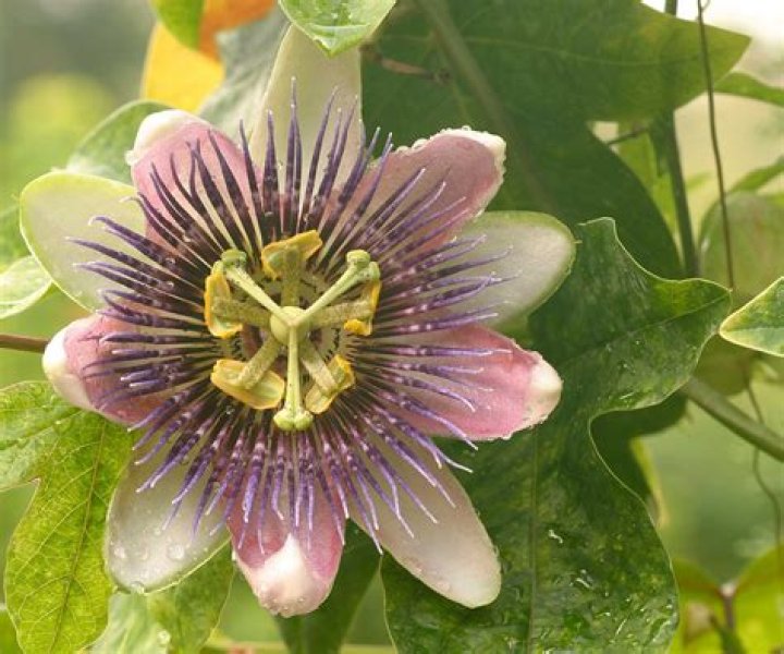 Are passion flower vines deer resistant?