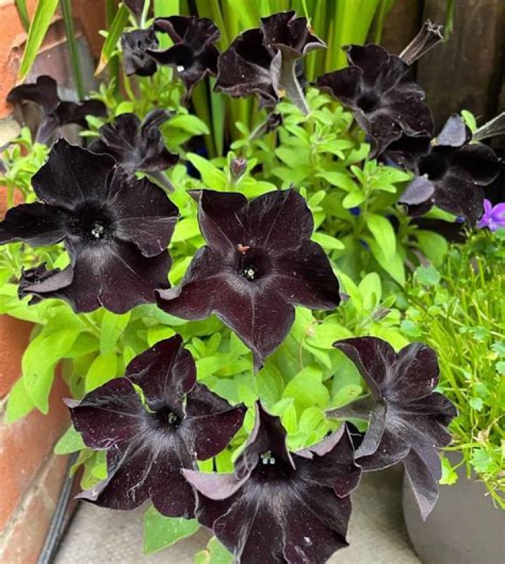 Are petunias deer resistant plants?