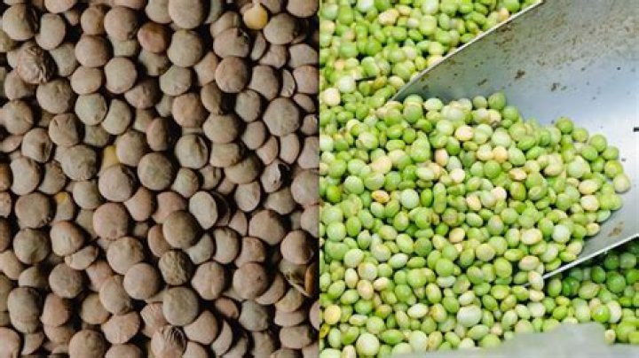 Are pigeon peas and lentils the same?