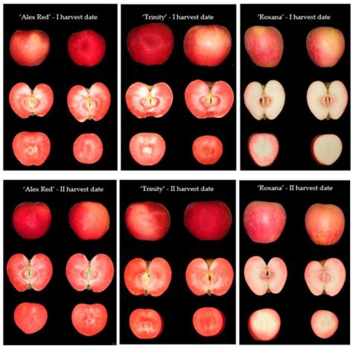 Are pink pearl apples genetically modified?