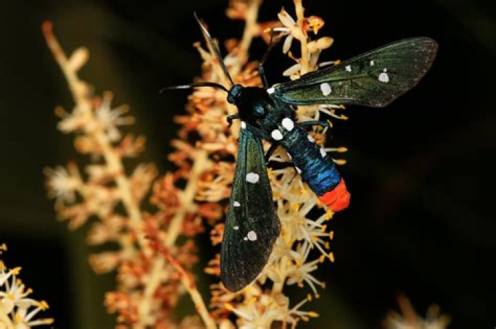 Are polka dot wasp moths dangerous?
