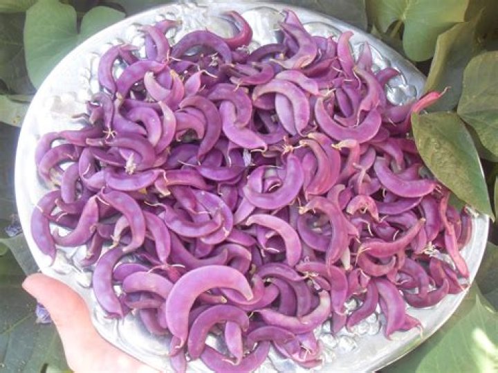 Are purple hyacinth beans poisonous?