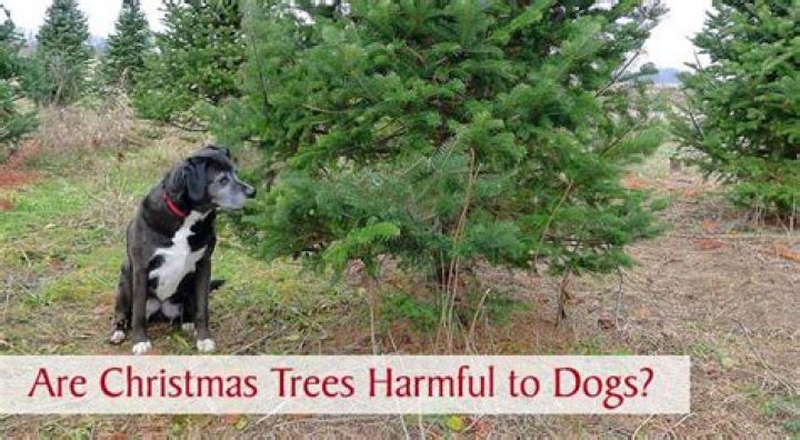 Are real Christmas trees harmful to dogs?