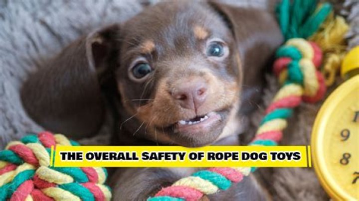 Are rope toys dangerous for dogs?