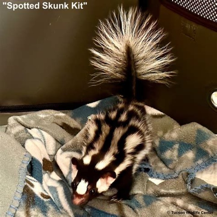 Are skunks good for anything?