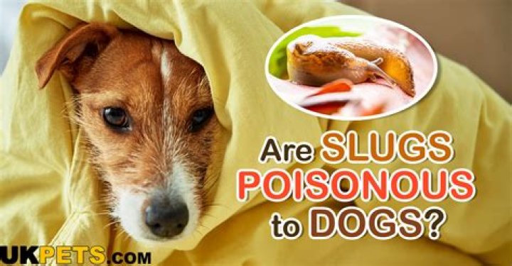 Are slugs poisonous to dogs?