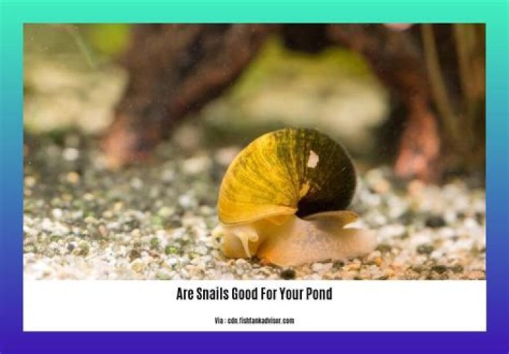 Are snails good for your pond?