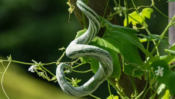 Are snake bean leaves edible?