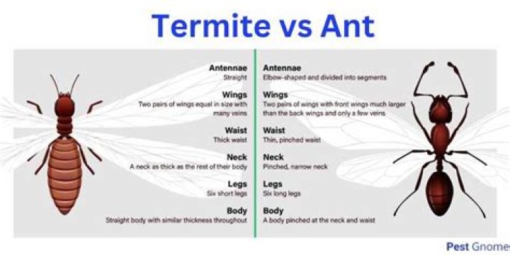 Are termite stakes effective?