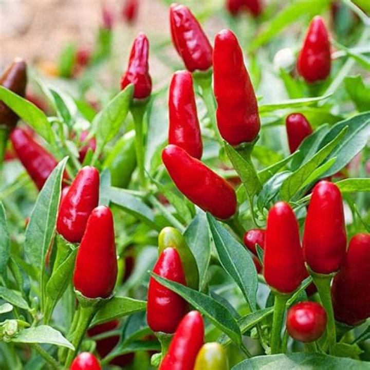 Are Thai Ornamental peppers safe to eat?