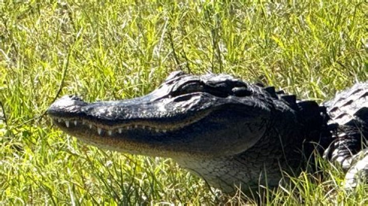 Are there alligators in braunig Lake?