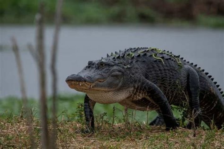 Are there alligators in the Indian River?