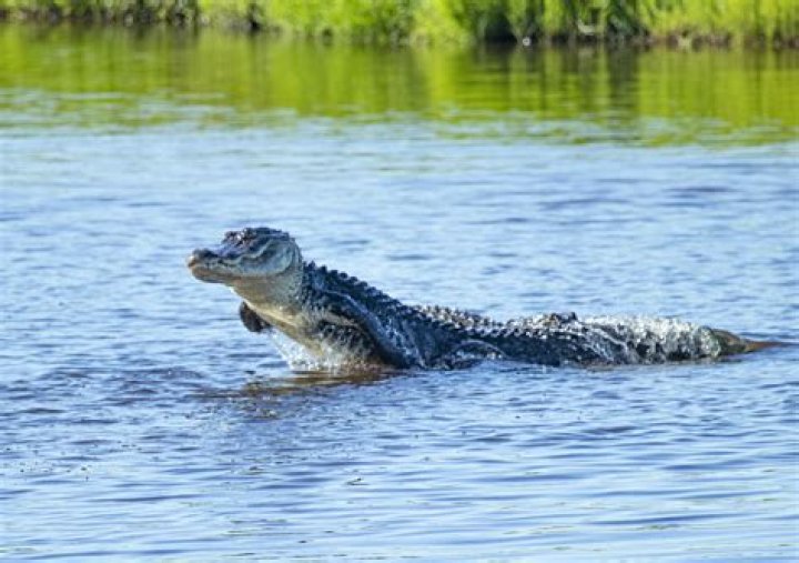 Are there alligators in West Point Lake?
