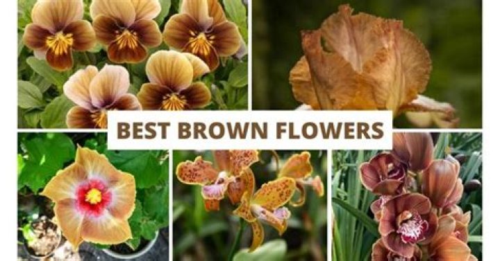 Are there any brown flowers?