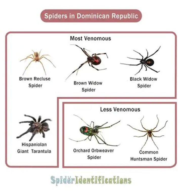 Are there any poisonous spiders in the Dominican Republic?