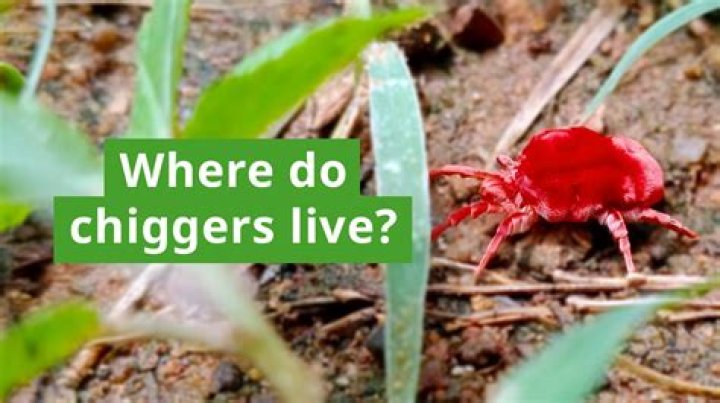 Are there chiggers in Hawaii?