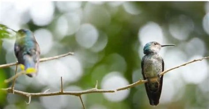 Are there hummingbirds in Tampa Florida?