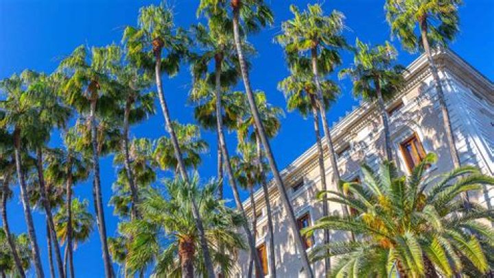 Are there palm trees in Mexico?