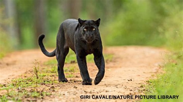 Are there Panthers in Carolina?