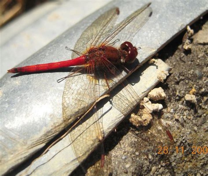 Are there red dragonflies?