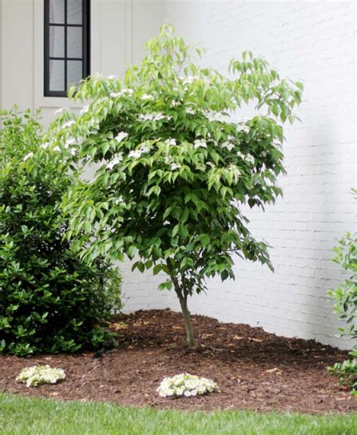 Are there small dogwood trees?