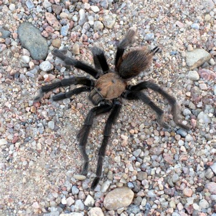 Are there tarantulas in Sacramento?