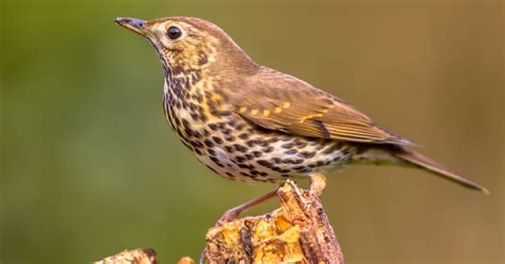 Are thrush birds rare?