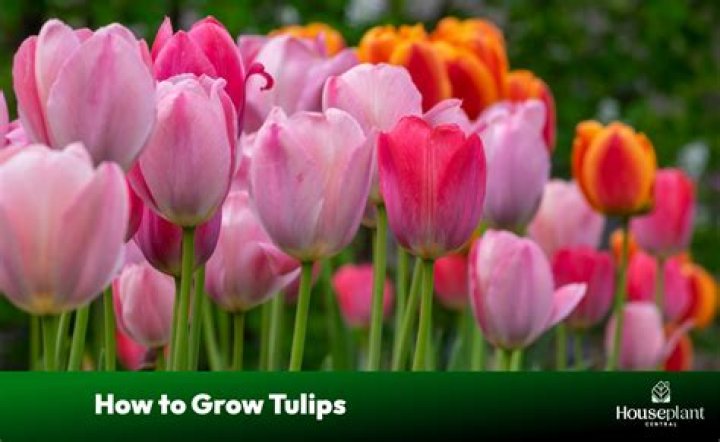 Are tulip bulbs annual or perennial?