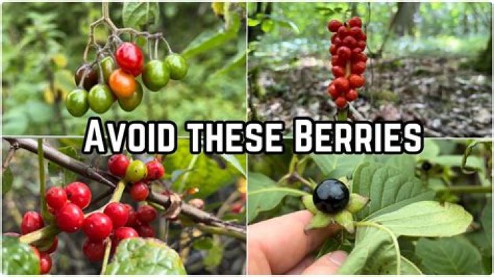 Are Tutsan berries poisonous?