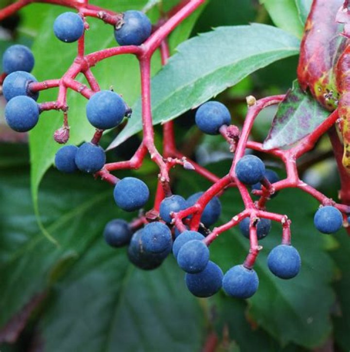 Are Virginia creeper berries poisonous to dogs?
