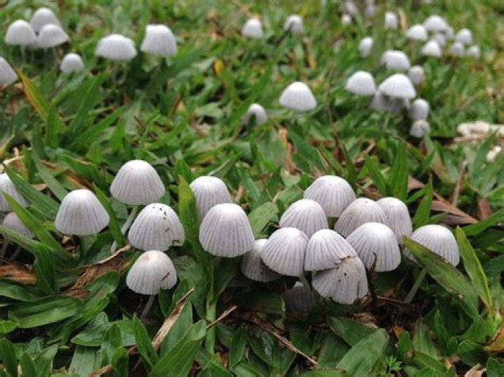 Are white mushrooms in yard poisonous?