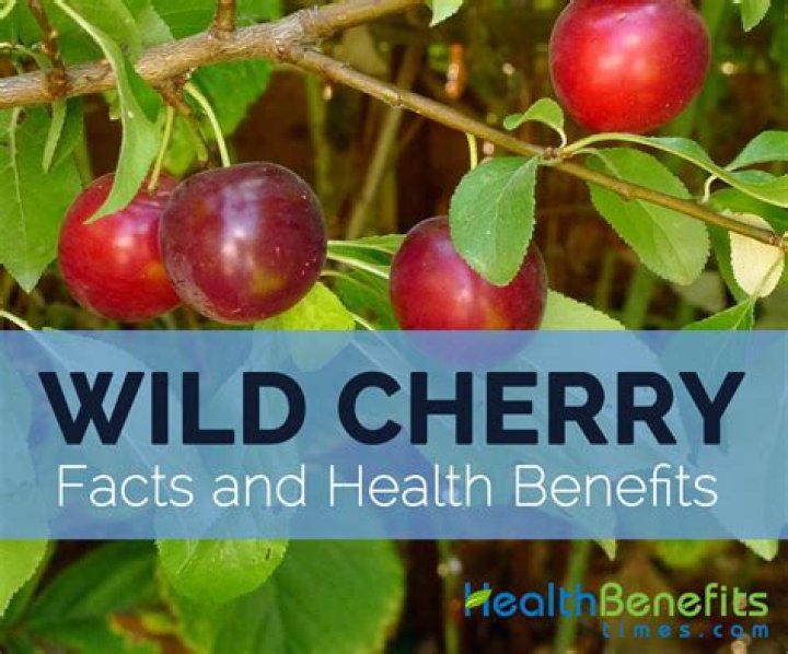 Are wild cherries safe to eat?