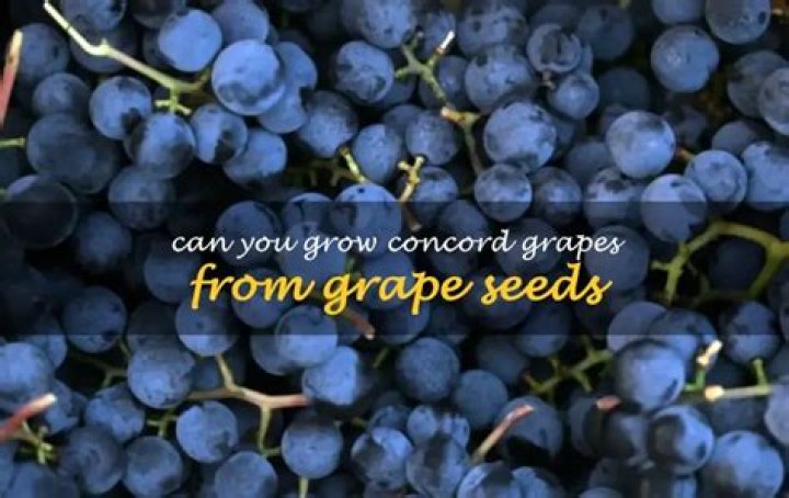Are you supposed to eat the seeds in Concord grapes?
