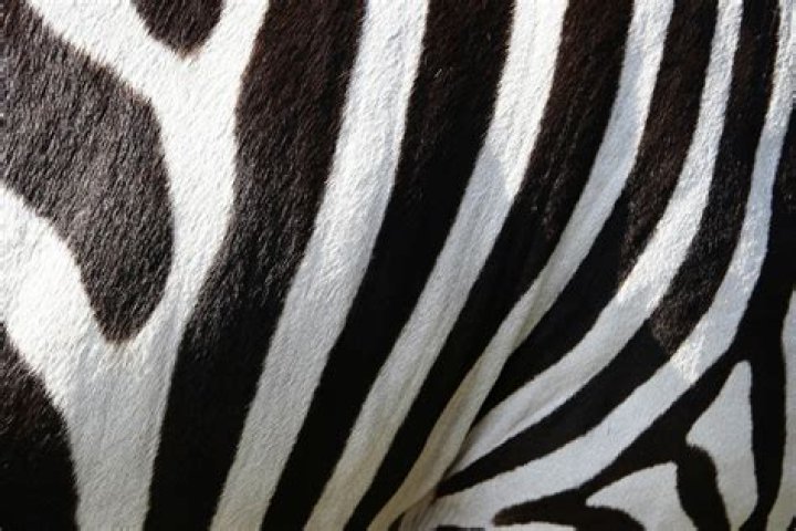 Are zebra stripes on their skin?