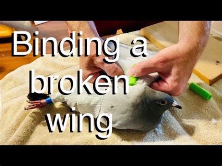 Can a birds broken wing heal on its own?