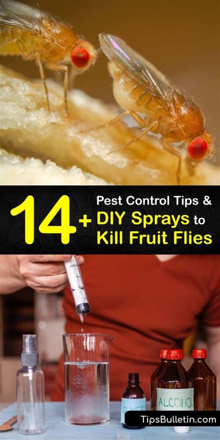 Can a bug bomb kill fruit flies?