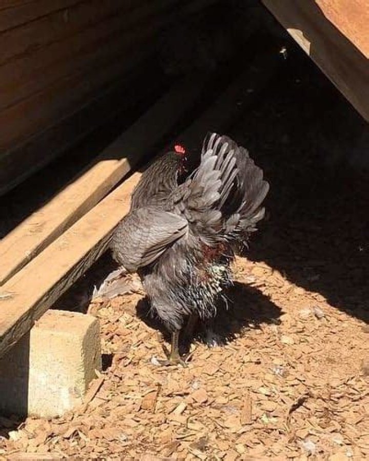 Can a chicken live with a prolapsed vent?