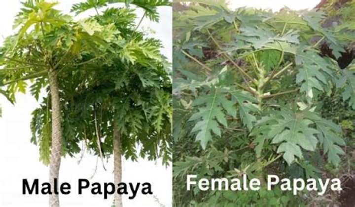 Can a male papaya change to a female?