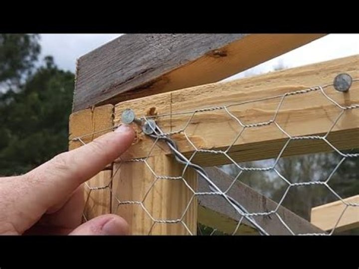 Can a mink get through chicken wire?