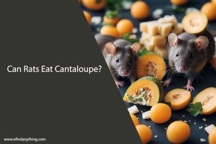 Can a rat eat cantaloupe?