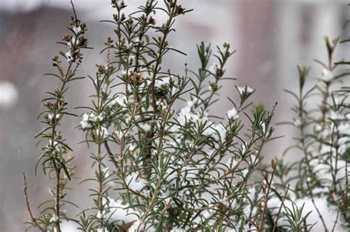 Can a rosemary plant survive winter?